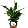 Intratuin Einblatt (Spathiphyllum 'Sweet Chico') D 13 cm H 55 cm| Blühende Zimmerpflanzen|Einblatt