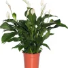 Intratuin Einblatt (Spathiphyllum 'Sweet Lauretta') D 24 H 105 cm| Luftreinigende Pflanzen|Große Pflanzen