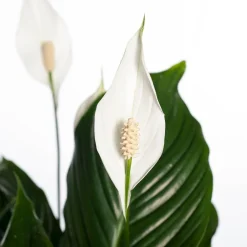 Intratuin Einblatt (Spathiphyllum 'Sweet Lauretta') D 24 H 105 cm| Luftreinigende Pflanzen|Große Pflanzen
