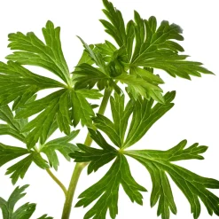 Intratuin Eisenhut (Aconitum carmichaelii 'Cloudy') D 11 H 80 cm| Blühende Pflanzen|Pflanzen Für Schatten