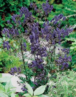 Intratuin Eisenhut (Aconitum henryi 'Spark's Variety') D 11 H 5 cm| Pflanzen Für Schatten|Winterharte Pflanzen