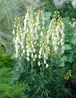 Intratuin Eisenhut (Aconitum napellus 'Album')| Pflanzen Für Schatten|Mehrjährige Pflanzen
