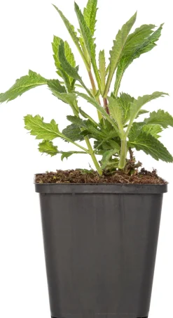 Intratuin Eisenkraut (Verbena bonariensis) D 9 H 5 cm| Mehrjährige Pflanzen|Eisenkraut