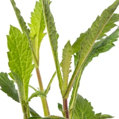 Intratuin Eisenkraut (Verbena bonariensis) D 9 H 5 cm| Mehrjährige Pflanzen|Eisenkraut