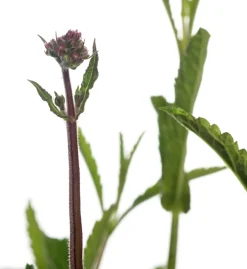 Intratuin Eisenkraut (Verbena bonariensis) D 9 H 5 cm| Mehrjährige Pflanzen|Eisenkraut