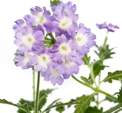 Intratuin Eisenkraut (Verbena) D 10,5 H 20 cm| Blühende Pflanzen|Mehrjährige Pflanzen