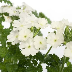 Intratuin Eisenkraut (Verbena) D 10,5 H 20 cm| Blühende Pflanzen|Mehrjährige Pflanzen