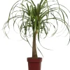Intratuin Elefantenfuß (Beaucarnea 'Maya Palm') D 24 H 85 cm| Grünpflanzen|Elefantenfuß