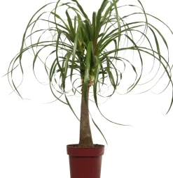 Intratuin Elefantenfuß (Beaucarnea 'Maya Palm') D 24 H 85 cm| Grünpflanzen|Elefantenfuß