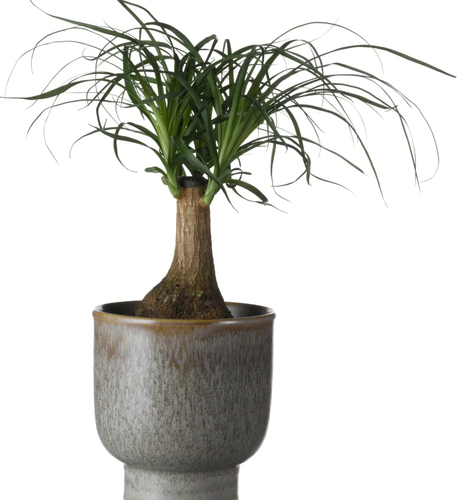 Intratuin Elefantenfuß (Beaucarnea recurvata) D 14 cm H 40 cm| Grünpflanzen|Elefantenfuß