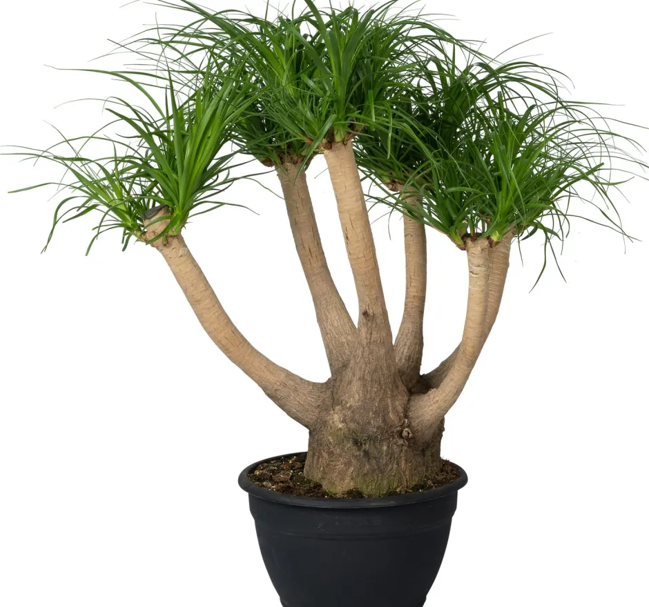 Intratuin Elefantenfuß (Beaucarnea recurvata) D 30 H 120 cm| Große Pflanzen|Grünpflanzen