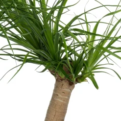 Intratuin Elefantenfuß (Beaucarnea recurvata) D 30 H 120 cm| Große Pflanzen|Grünpflanzen