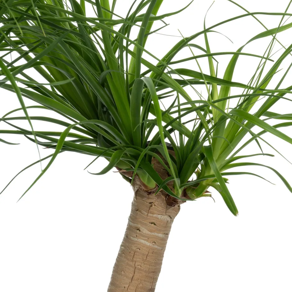 Intratuin Elefantenfuß (Beaucarnea recurvata) D 30 H 120 cm| Große Pflanzen|Grünpflanzen