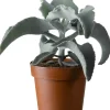 Intratuin Elefantenohr (Kalanchoë beharensis) D 13 H 30 cm| Für Sonne|Kakteen & Sukkulenten