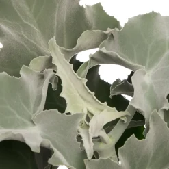 Intratuin Elefantenohr (Kalanchoë beharensis) D 13 H 30 cm| Für Sonne|Kakteen & Sukkulenten