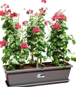 Intratuin Elho Barcelona XL Blumenkasten 60 cm anthrazit| Pflanzkübel|Blumentöpfe & Pflanzgefäße