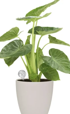 Intratuin Elho Bewässerungskugeln Aqua Care transparent 0,35 l| Gießen & Bewässerung|Gießkannen