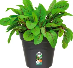 Intratuin Elho green basics Anzuchttopf D 13 H 12 cm schwarz| Anzuchttöpfe