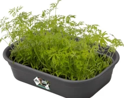 Intratuin Elho green basics Anzuchtschale S schwarz 23,9 x 19,2 x 6,1 cm| Anzuchtkästen & Mini-Gewächshäuser