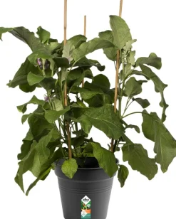 Intratuin Elho green basics Anzuchttopf D 21 cm schwarz| Anzuchttöpfe