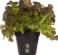 Intratuin Elho green basics Anzuchttopf D 11 H 10,2 cm schwarz| Anzuchttöpfe