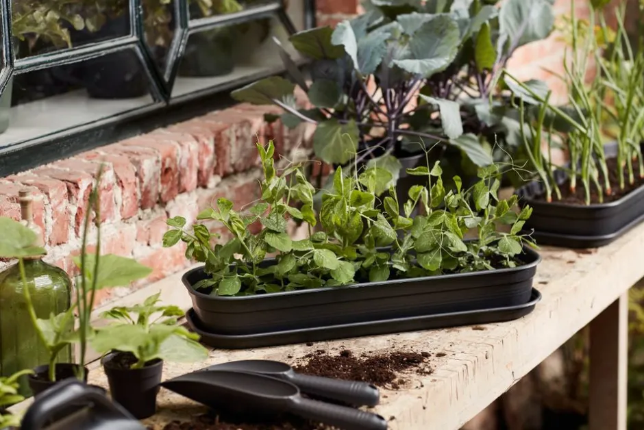 Intratuin Elho green basics Anzuchtschale schwarz 51,2 x 19,5 x 7,5 cm| Anzuchtkästen & Mini-Gewächshäuser