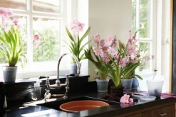 Intratuin Elho Green Basics Orchidee Untersetzer transparent D 13,5 H 2 cm| Untersetzer