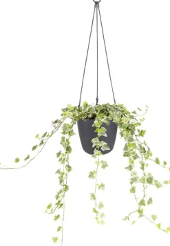 Intratuin Elho Hängeampel Brussels mit Schnur D 18,3 cm H 18 anthrazit| Blumenampeln & Hängetöpfe|Blumentöpfe & Pflanzgefäße