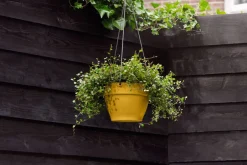 Intratuin Elho Hängetopf Vibia gelb D 26 H 18 cm| Blumenampeln & Hängetöpfe|Blumentöpfe & Pflanzgefäße