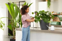 Intratuin Elho Pflanzensprüher Brussels weiß 0,7 l 11,5 x 8,9 x 22,9 cm| Gießen & Bewässerung|Drucksprüher & Pflanzensprüher