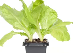 Intratuin Endivie (Cichorium Endivia)| Obst, Gemüse & Kräuter|Gemüsepflanzen