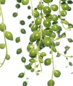 Intratuin Erbsenpflanze (Senecio rowleyanus) D 14 H 30 cm| Für Sonne|Kakteen & Sukkulenten