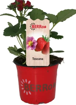 Intratuin Erdbeere (Fragaria ananassa 'Toscana') D 12 H 25 cm| Obst, Gemüse & Kräuter|Obstpflanzen