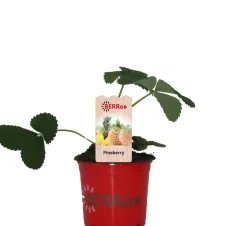 Intratuin Erdbeere (Fragaria ananassa 'Pineberry') D 12 H 25 cm| Obst, Gemüse & Kräuter|Obstpflanzen