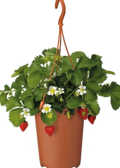 Intratuin Erdbeere (Fragaria ananassa 'Elsanta') D 19 H 30 cm| Obst, Gemüse & Kräuter|Obstpflanzen