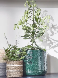 Intratuin Everydays by Pflanzkorb Celestial naturell / weiß D 6,5 H 6,5 cm| Pflanzkörbe|Pflanzkörbe