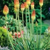 Intratuin Fackellilie (Kniphofia uvaria)| Blühende Pflanzen|Mehrjährige Pflanzen