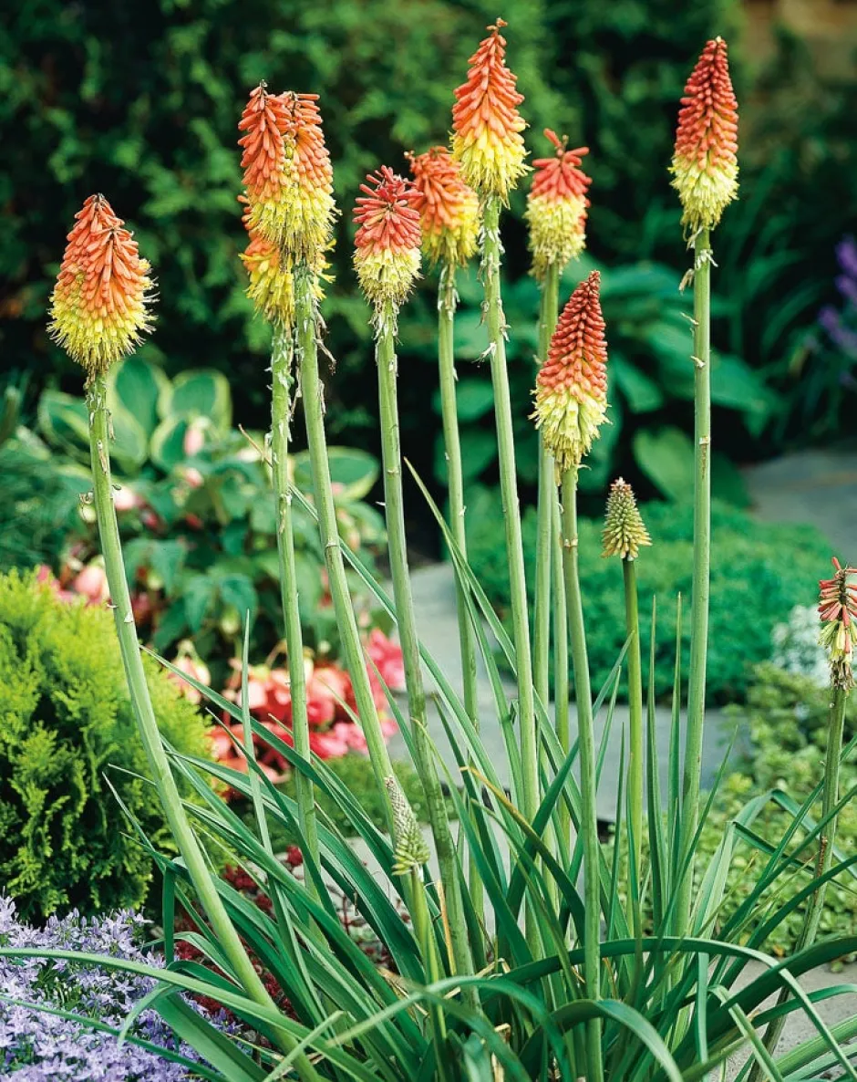 Intratuin Fackellilie (Kniphofia uvaria)| Blühende Pflanzen|Mehrjährige Pflanzen