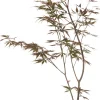 Intratuin Fächer-Ahorn (Acer palmatum 'Trompenburg') D 19 H 40 cm| Winterharte Pflanzen|Ahorn