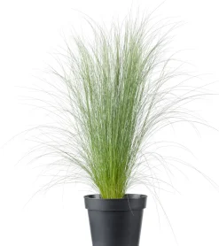 Intratuin Federgras (Stipa tenuissima 'Pony Tails') D 17 H 35 cm| Winterharte Pflanzen|Mehrjährige Pflanzen