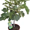 Intratuin Feige (Ficus carica) D 25 H 60 cm| Obstbäume & -Sträucher|Obstbäume & -Sträucher