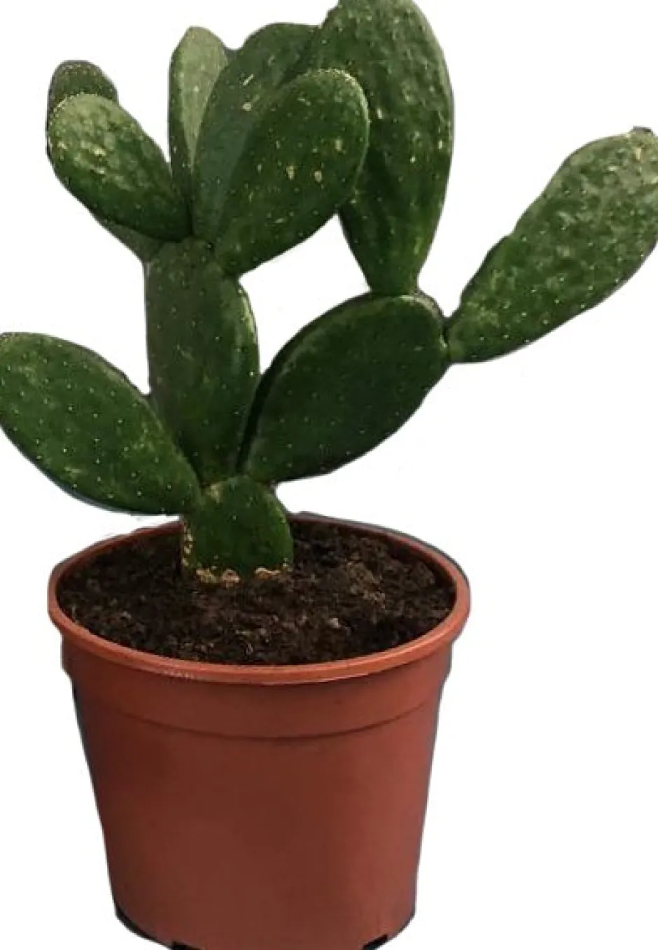 Intratuin Feigenkaktus (Opuntia mycrodasys) D 17 H 30 cm| Für Sonne|Kakteen & Sukkulenten