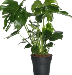 Intratuin Fensterblatt (Monstera deliciosa) D 17 cm H 60 cm| Grünpflanzen|Monstera