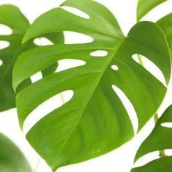 Intratuin Fensterblatt (Monstera deliciosa) D 19 H 80 cm| Grünpflanzen|Monstera