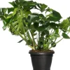 Intratuin Fensterblatt (Monstera deliciosa) D 35 H 85 cm| Grünpflanzen|Monstera
