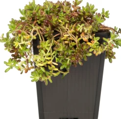 Intratuin Fetthenne (Sedum album) D 9 H 5 cm| Mehrjährige Pflanzen|Fetthenne