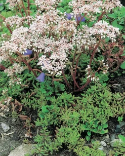 Intratuin Fetthenne (Sedum album) D 9 H 5 cm| Mehrjährige Pflanzen|Fetthenne