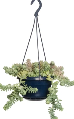 Intratuin Fetthenne (Sedum 'Burrito') D 14 H 30 cm| Für Sonne|Grünpflanzen