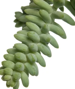 Intratuin Fetthenne (Sedum 'Burrito') D 14 H 30 cm| Für Sonne|Grünpflanzen