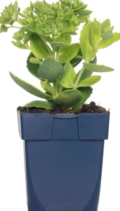 Intratuin Fetthenne (Sedum hybrida 'Herbstfreude') D 11 H 10 cm| Blühende Pflanzen|Immergrüne Pflanzen